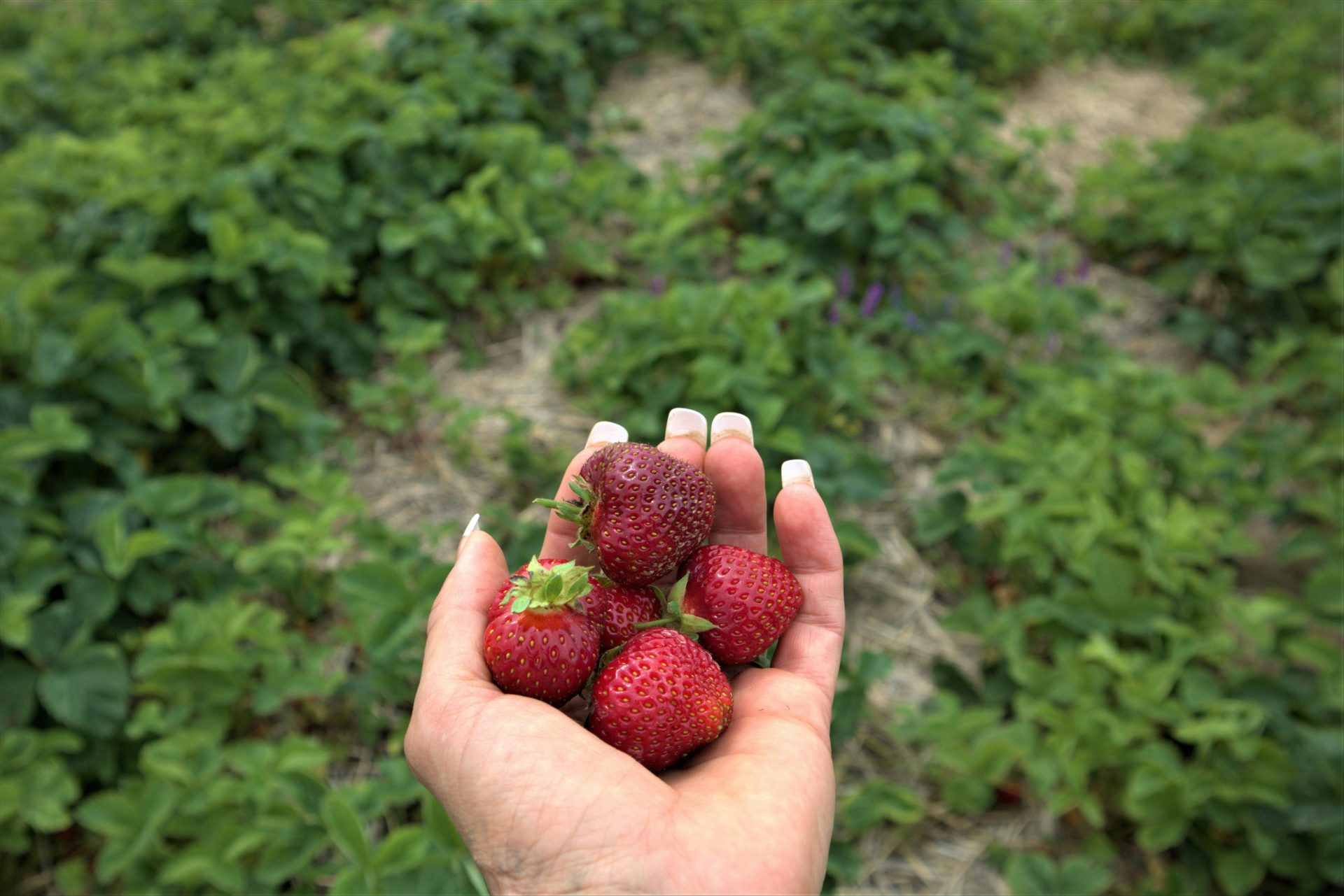 person holding red strawberries during daytime