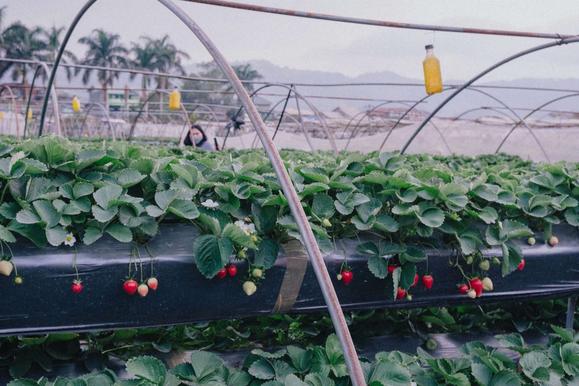 un montón de fresas creciendo en un invernadero